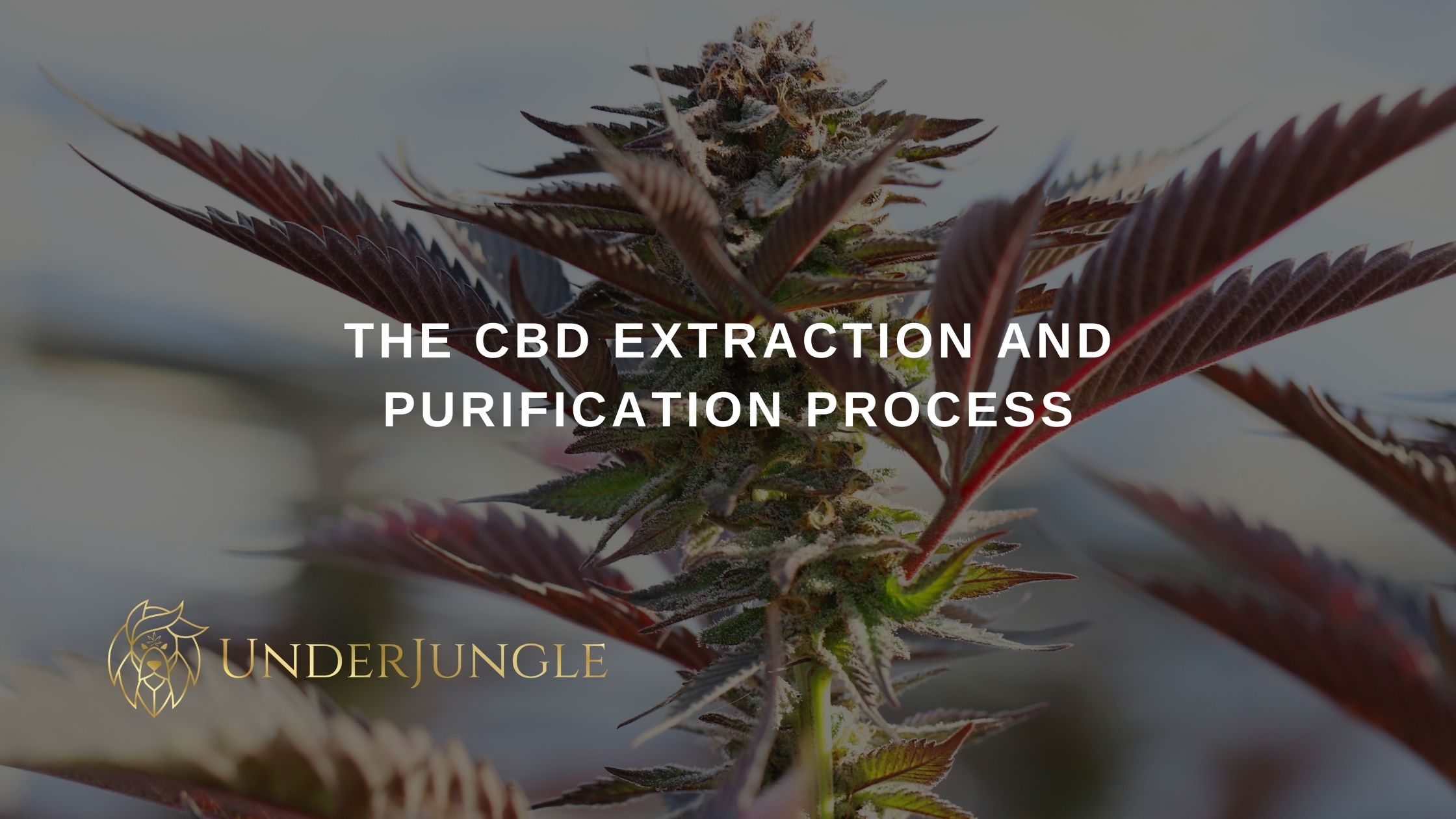 Hemp The # 1 Wonder Crop and Its Multifaceted Uses" 6